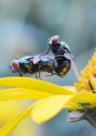 蠅頭記